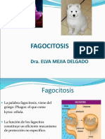 Fagocitosis: Dra. Elva Mejia Delgado