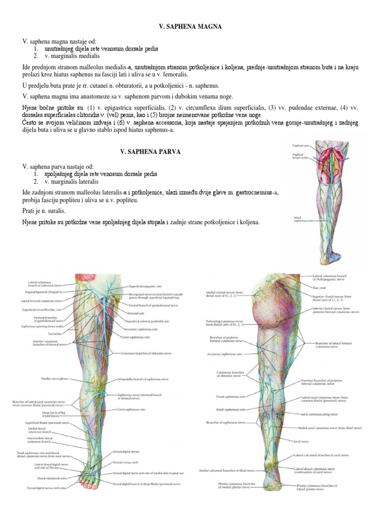 V. Saphena Magna Et Parva PDF