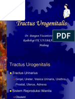 Tractus Urogenitalis 