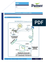 Biología - 5 - Fotosíntesis y Respiración Celular