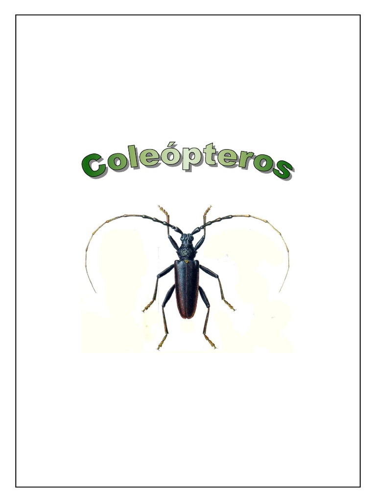 Guía Completa de los Coleópteros | PDF | Escarabajo | Insectos