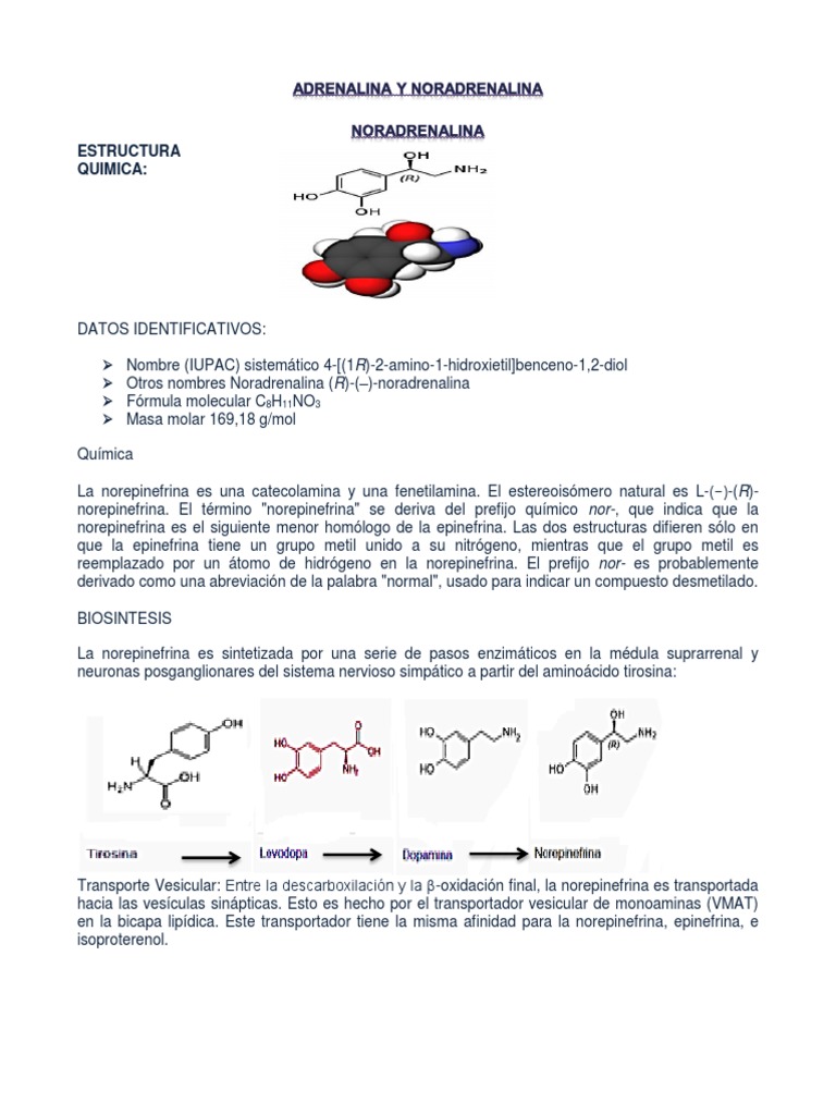 Adrenalina y Noradrenalina Norepinefrina Fisiología