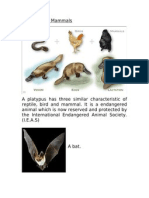 Examples of Mammals