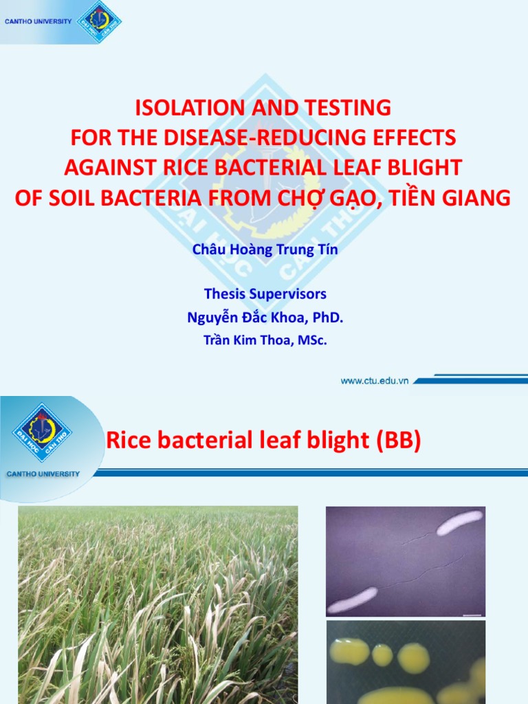 Soil Bacteria Against Rice Blight | PDF | Bacteria | Microbiology