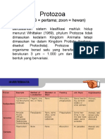 Phylum Protozoa