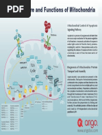 Structure and Functions of Mitochondria Poster PDF