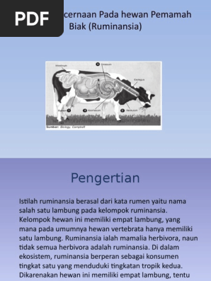 Sistem Pencernaan Pada Hewan Pemamah Biak Ruminansia