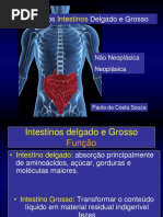 04 TGI-Intestino 2016