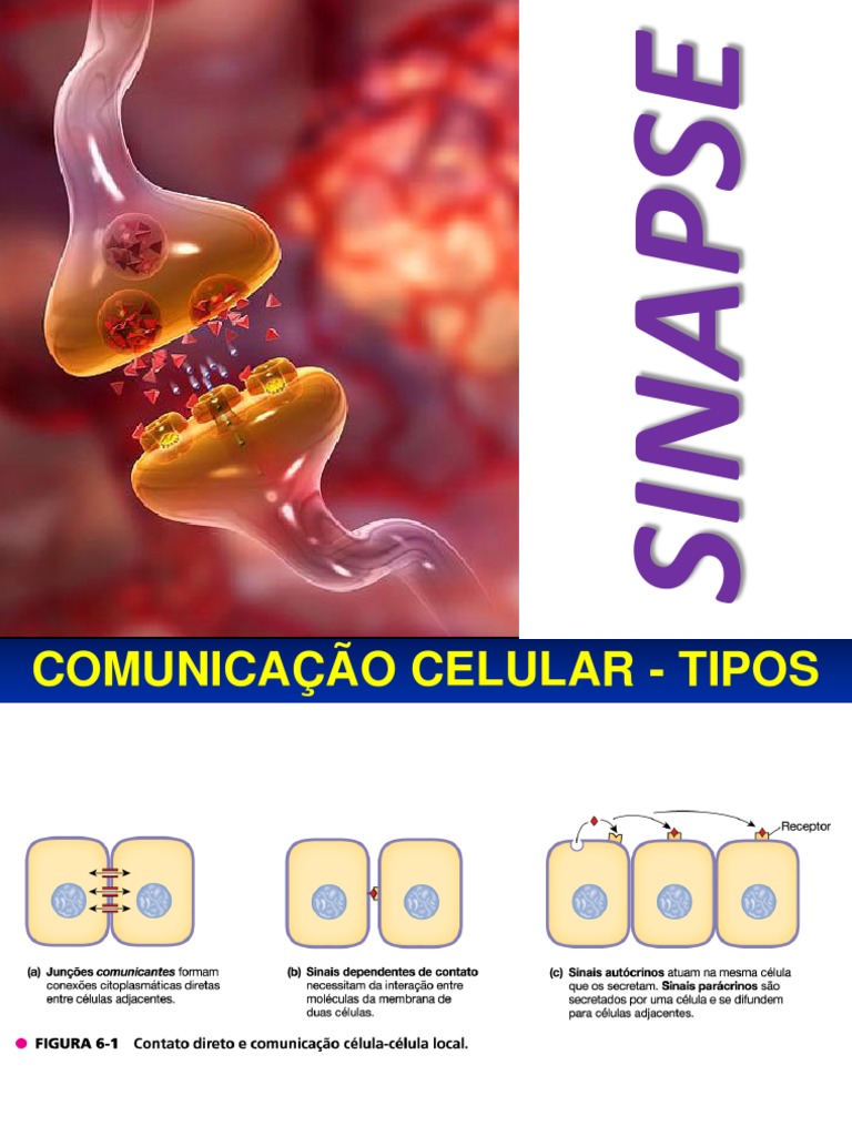 4a Aula Sinapse | PDF | Sinapse | Neurotransmissor