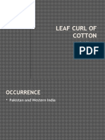 Leaf Curl of Cotton