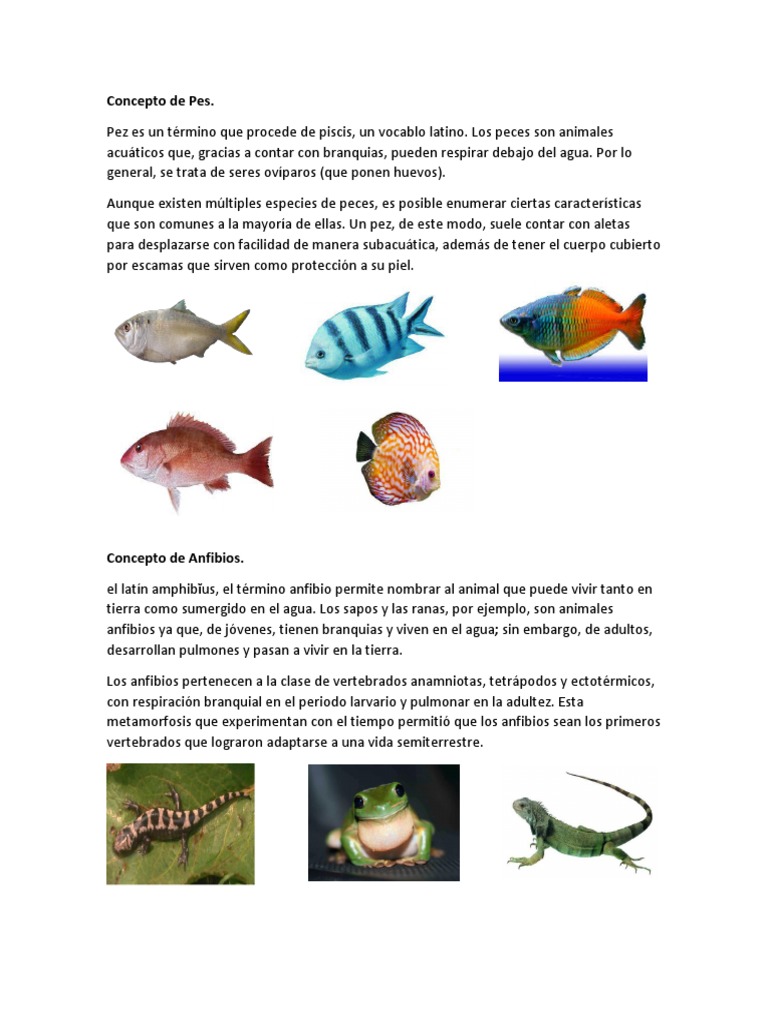 El Pez Dorado Es Vertebrado O Invertebrado Animales Vertebrados | PDF | Anfibio | Esponja