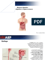 Sistema digestivo: Tubo digestivo y órganos anexos