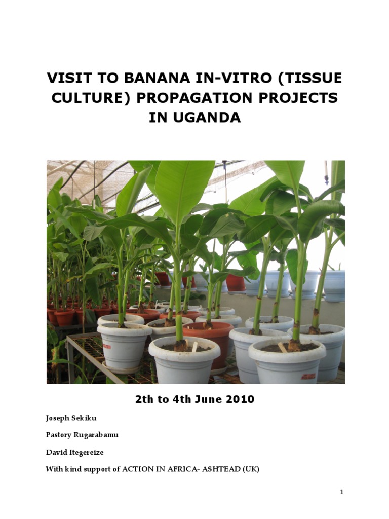 Report on Visit to Banana Tissue Culture inVitro