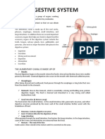 Digestive System: The Alimentary Canal Is Made Up of