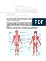 Músculos Importantes y Funciones