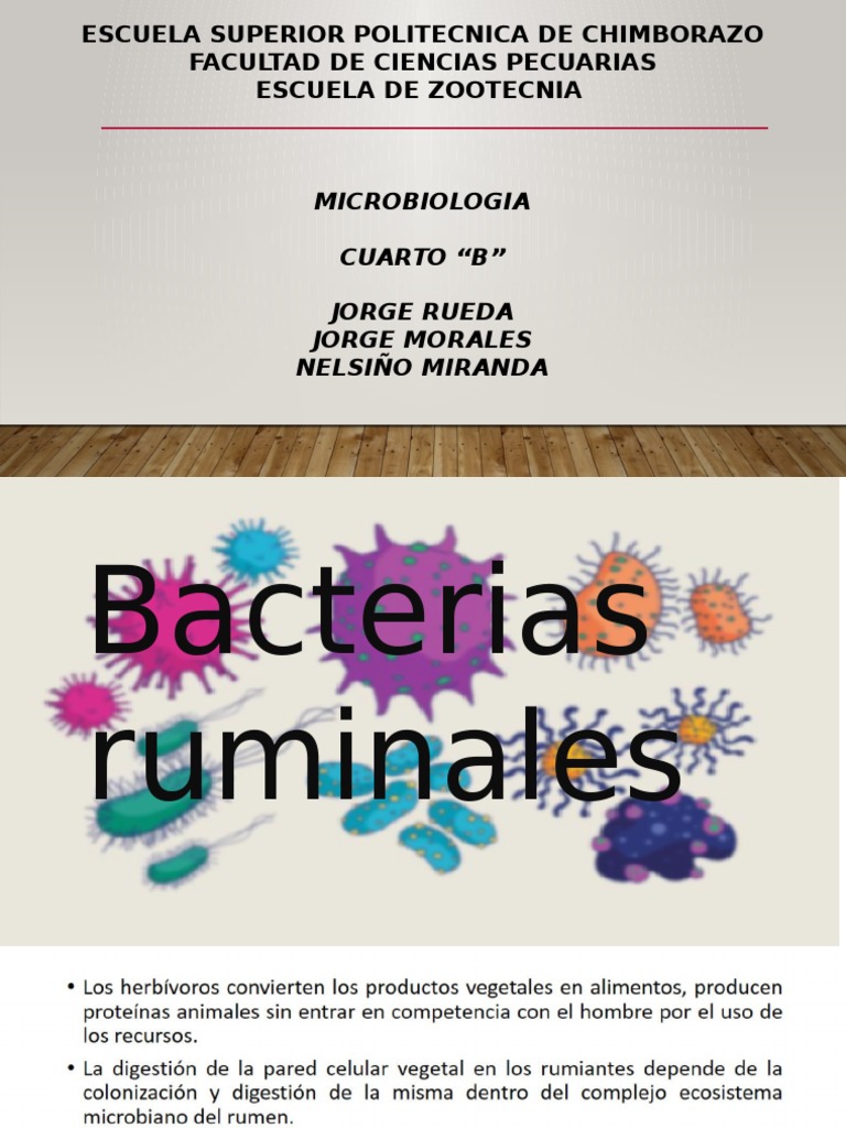 Bacterias Del Rumen | PDF | Rumiante | Las bacterias