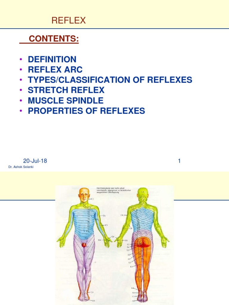 11 Feb Lect. Reflexes | PDF | Vertebral Column | Spinal Cord