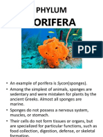Porifera: Phylum