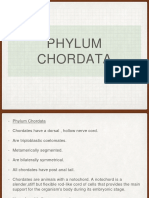 Phylum Chordata