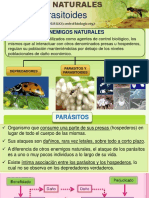 6. Parasitoides.pptx