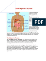 Human Digestive System