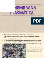 Membranaplasmatica 110109125746 Phpapp02