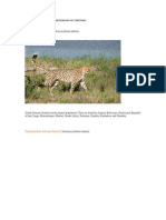 Scientific Name and Classification of Cheetahs