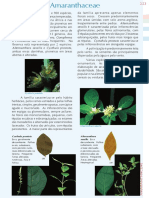 PFRD 1999 Amaranthaceae