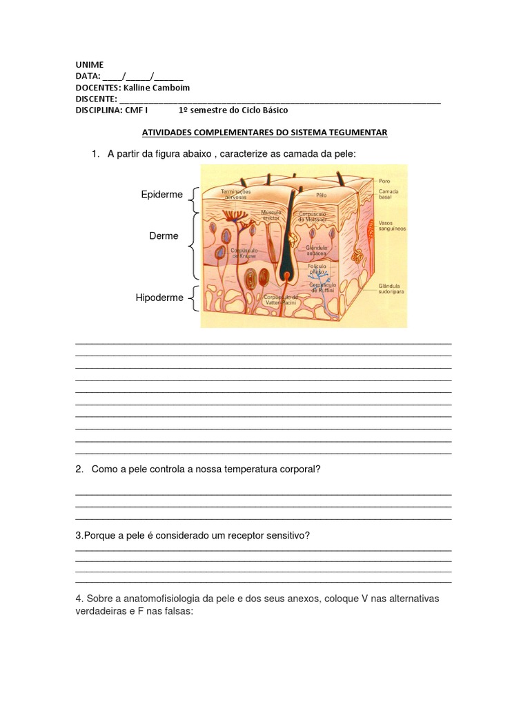 Atividades sobre o Sistema Tegumentar | PDF | Pele | Órgão (anatomia)