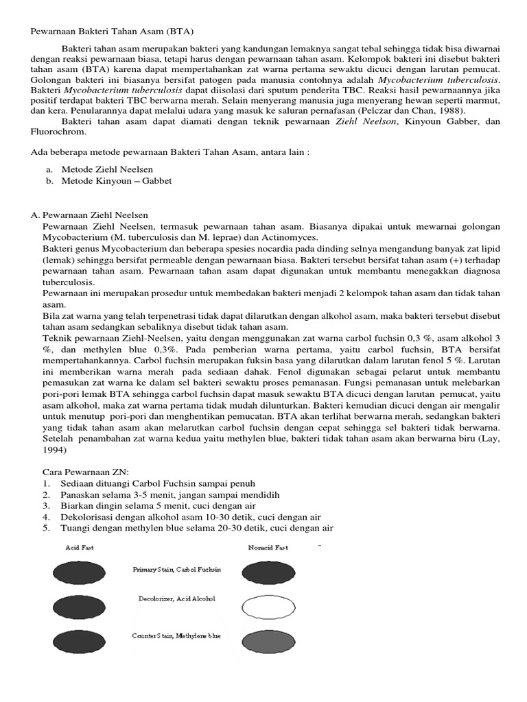 Pewarnaan Bakteri Tahan Asam