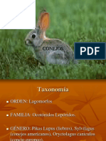 Conejos anatomía fisiología