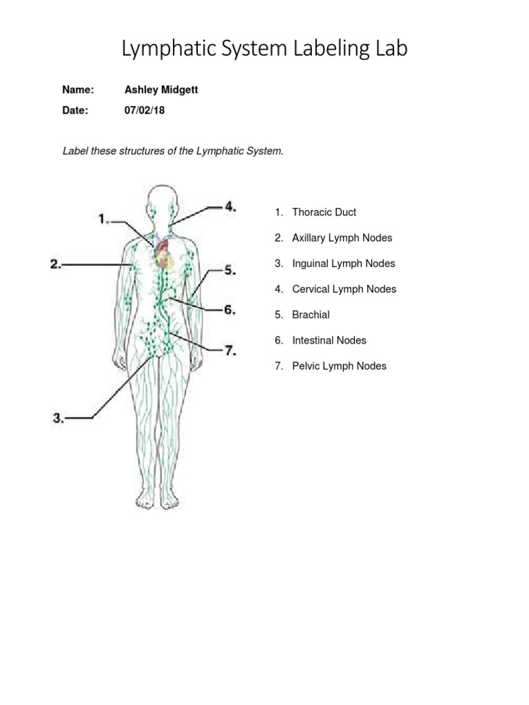 Lymphatic System Labeling Guide | PDF | Wellness