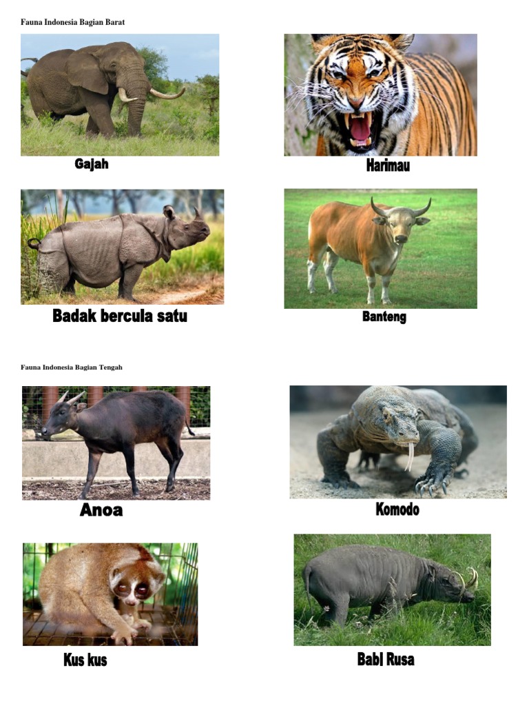 Download 55 Koleksi Gambar Fauna Indonesia Bagian Barat Paling Baru HD