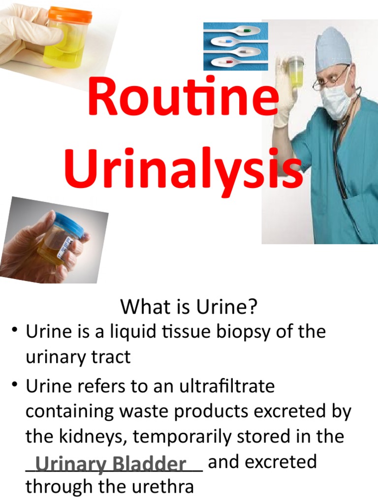 Intro To Urinalysis & Physical Exam PDF Renal Function Kidney