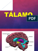 TALAMA