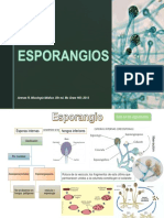 Esporangios