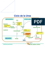 Ciclo Urea