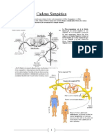 Anatomia Cadena Simpatica Cervical "Grupo Atlas"