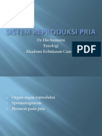 Sistem Reproduksi Pria