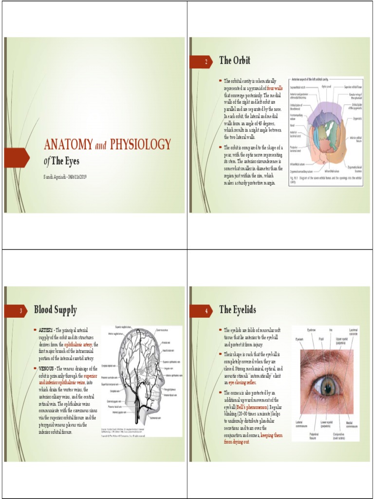 Anatomy and Physiology of the Eye | PDF | Cornea | Neuron