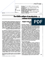 The 65kda Antigen of Mycobacteria-A - Common Baderial Protein?