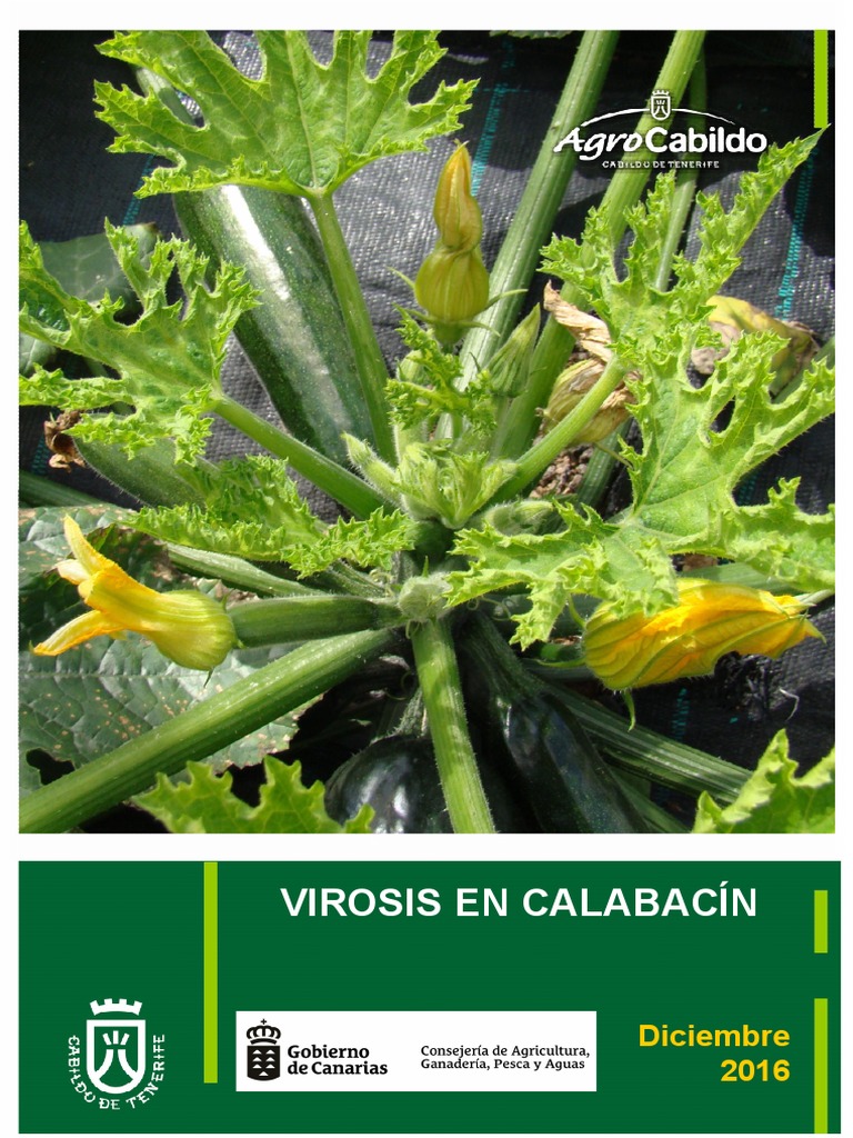 Virosis en Calabacín: Síntomas y Control | PDF | Virus | Horticultura y ...