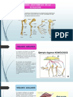 Naida Pruevas Anatomicas de La Revolucion