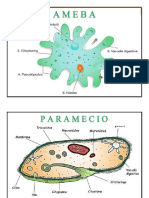 Celulas Ameba - Euglena y Paramecio en A4