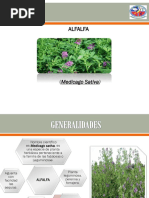 Botanica 2 0 Docx Germinacion Alfalfa