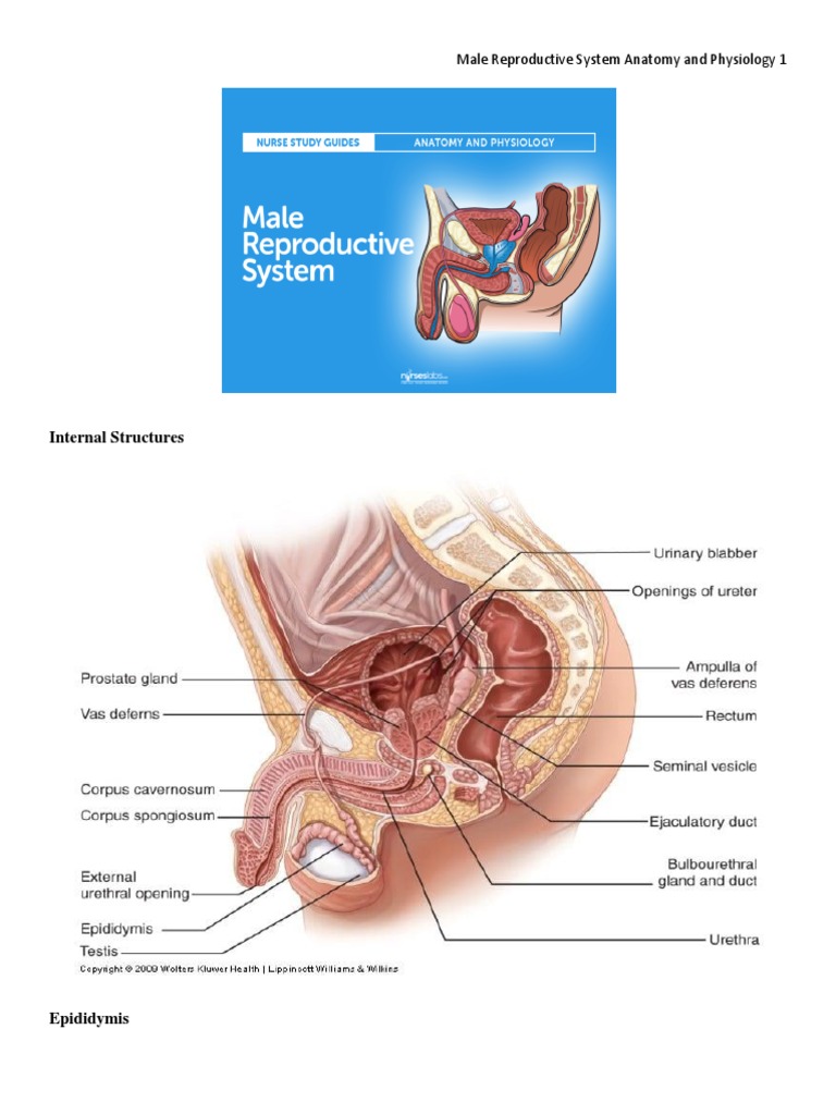 Anatomy of the male reproductive system isolated on white background Stock  Vector Image \u0026 Art - Alamy, image size:768x1024