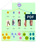 Mapa Conceptual de Los 5 Sentidos