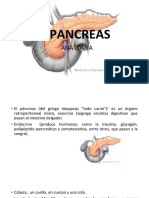 Anatomia Del Pancreas