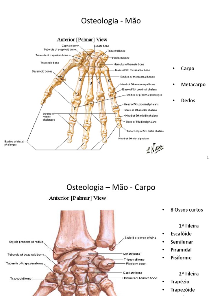 Estrutura óssea da mão e do membro inferior: carpo, metacarpo, falanges ...