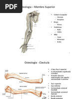 Osteologia – Membro Superior